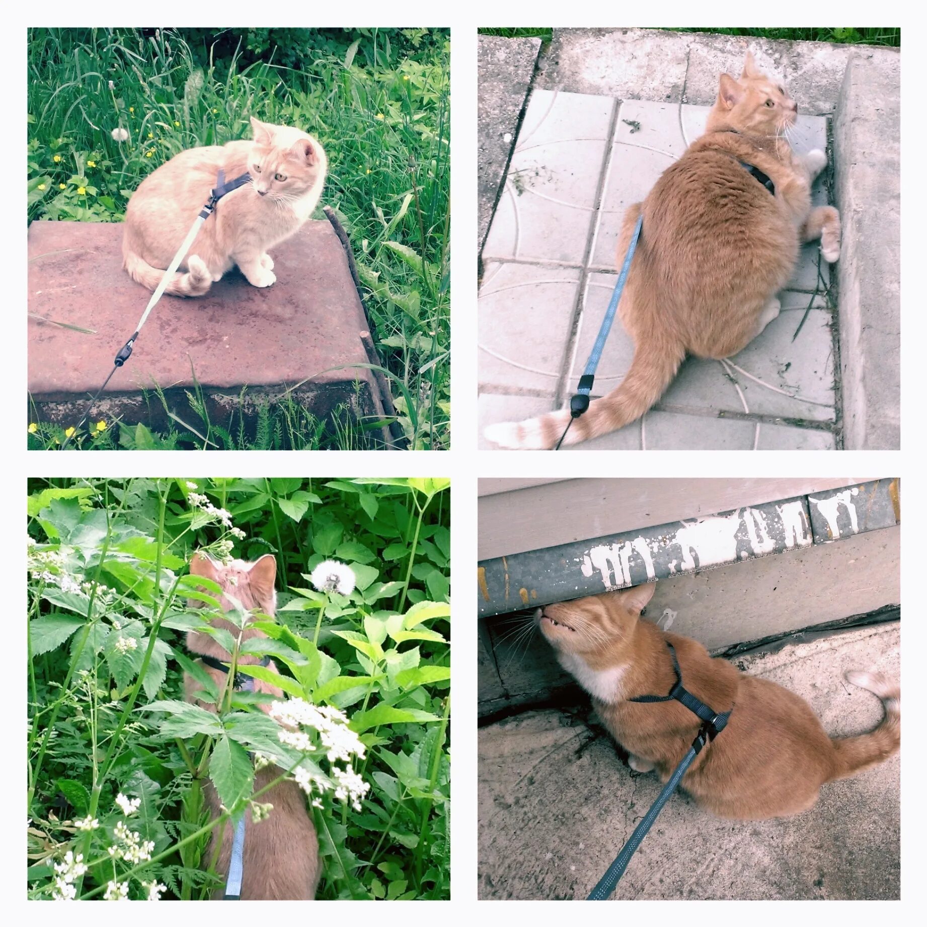 Кот ушел из дома весной. Кошка на даче. Приспособление кошек на участке. Котенок на даче. Домашний кот сбежал на даче.