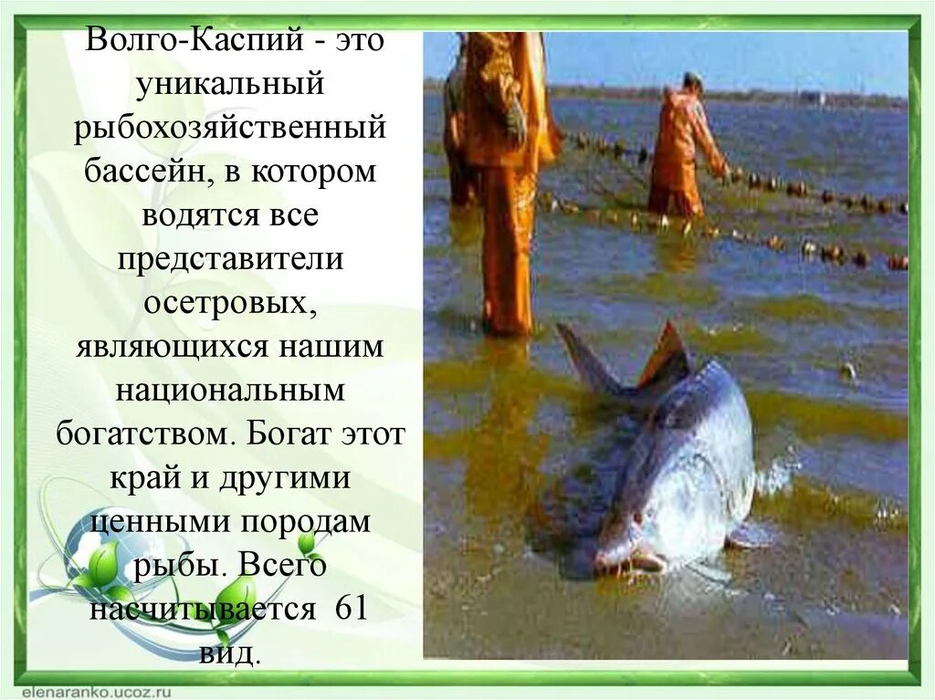 Рыбы Волго Каспийского бассейна. Рыба в Каспийском море. Каспийское море перечень рыбы. Какая рыба водится в Каспийском море. Какая рыба водится в каспийском