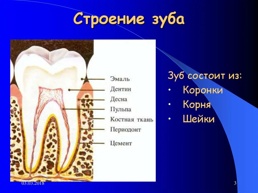 Строение зуба. Строение твердых тканей зуба. Структура зуба.