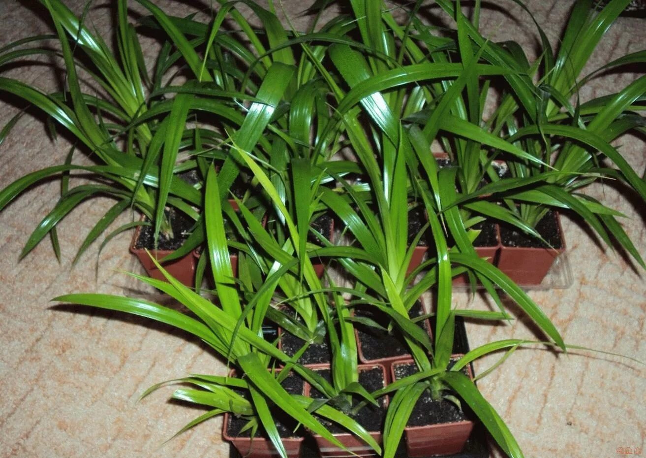 Комнатное растение панданус. Хлорофитум панданус. панданус сандера. растение панданус. драцена панданус.