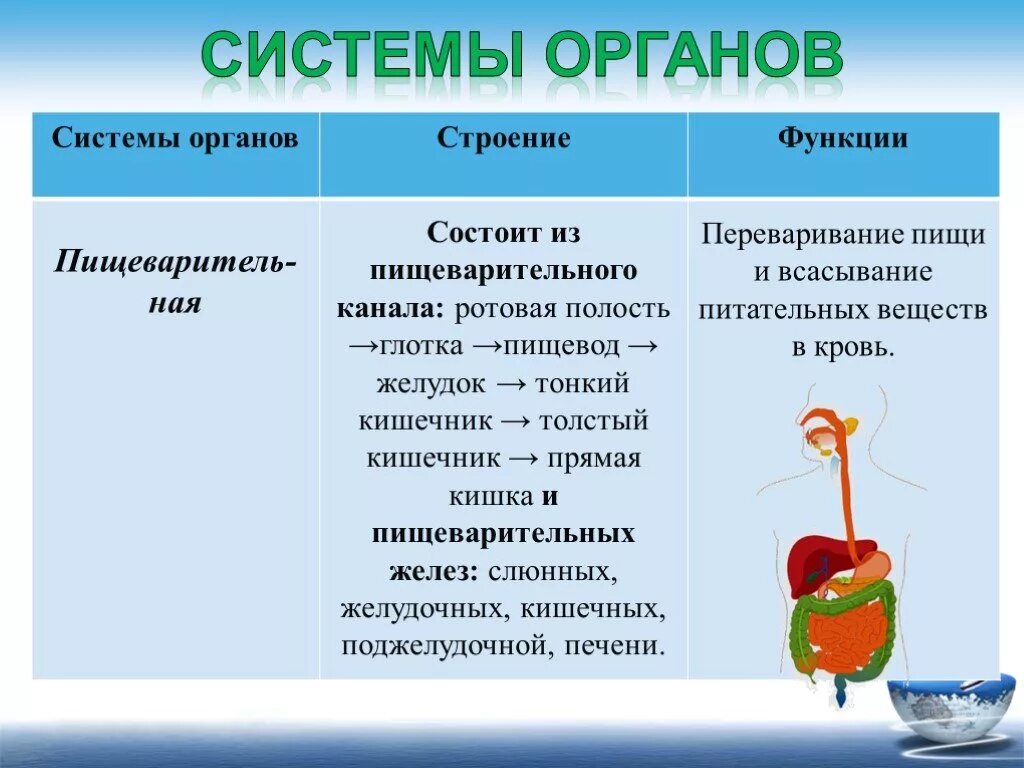 Пищеварительная железа выполняющая барьерную функцию. Пищеварительная система название строение функция. Органы особенности строения функции органы пищеварения. Пищеварительная система человека строение и функции таблица. Органы пищеварительной системы таблица.