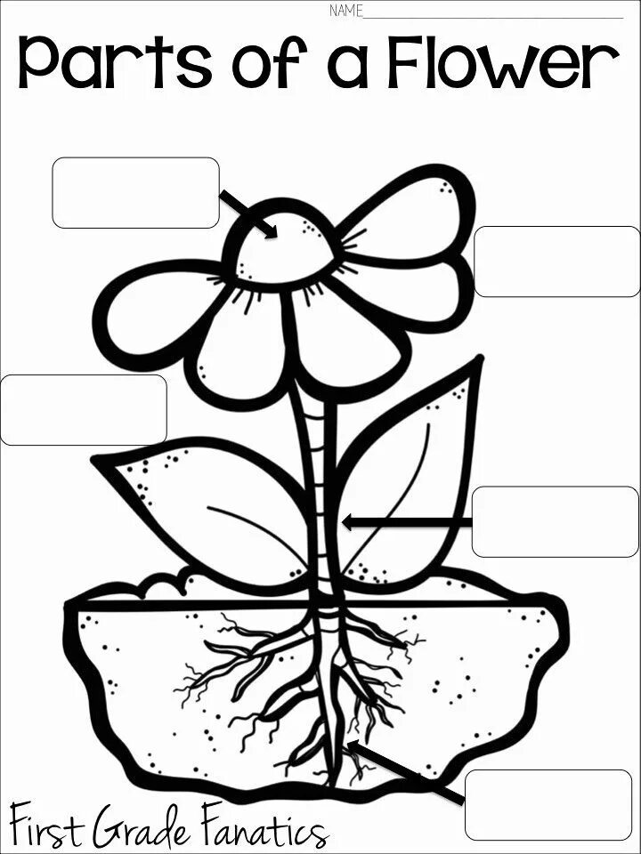 Flower exercise. Worksheets цветы for kids. parts of the flower worksheets. parts of a flower for kids. parts of plants for kids.