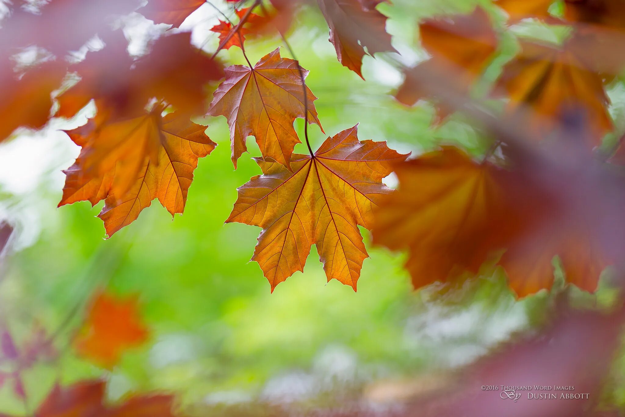 Осенью каждый лист цветок. Осенний фон. Осень листья. Осенняя листва. Красивые осенние листья.