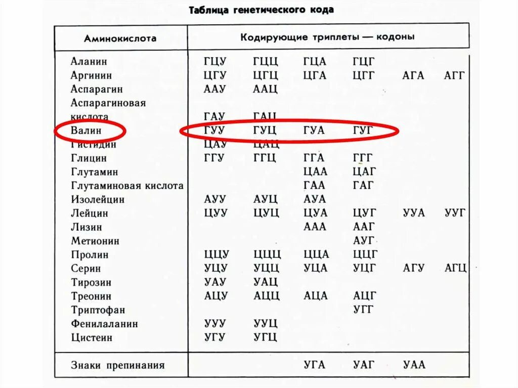 Варианты триплетов. Таблица аминокислот и триплетов рнк. таблица кодонов аминокислот рнк. таблица аминокислот и кодирующие триплеты- кодоны. генетический код и его свойства таблица.