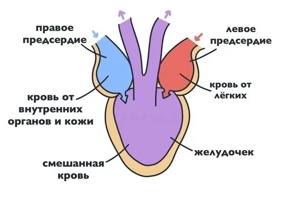 В желудочке земноводных находится кровь. Строение сердца земноводного. Строение сердца лягушки. Сердце земноводных. Строение сердца амфибий.