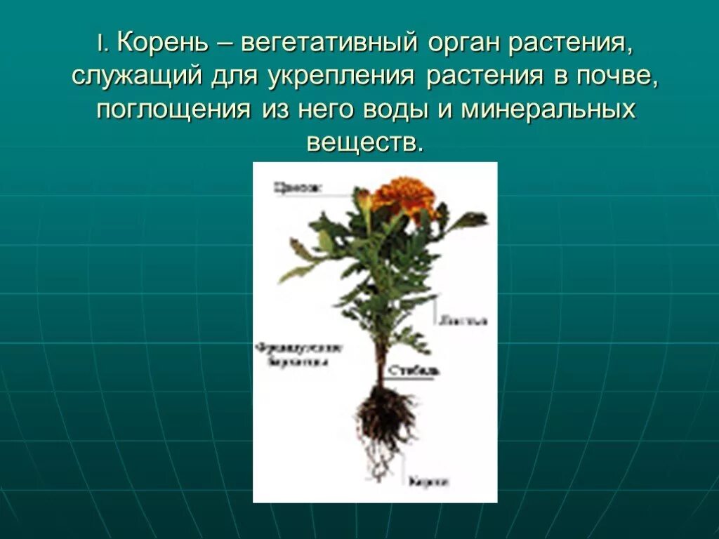 Корень это осевой вегетативный орган. Вегетативные корни растений. Вегетативные органы корень. Органы растений корень. Корень - вегетативный орган растений.он.