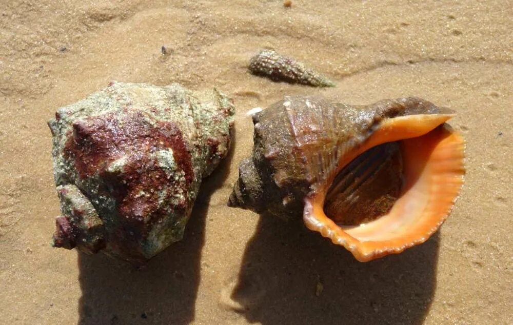 Рапаны в каком море. Раковина рапана черное море. ракушка рапана черноморская. рапаны черного моря. рапана моллюск черноморская.