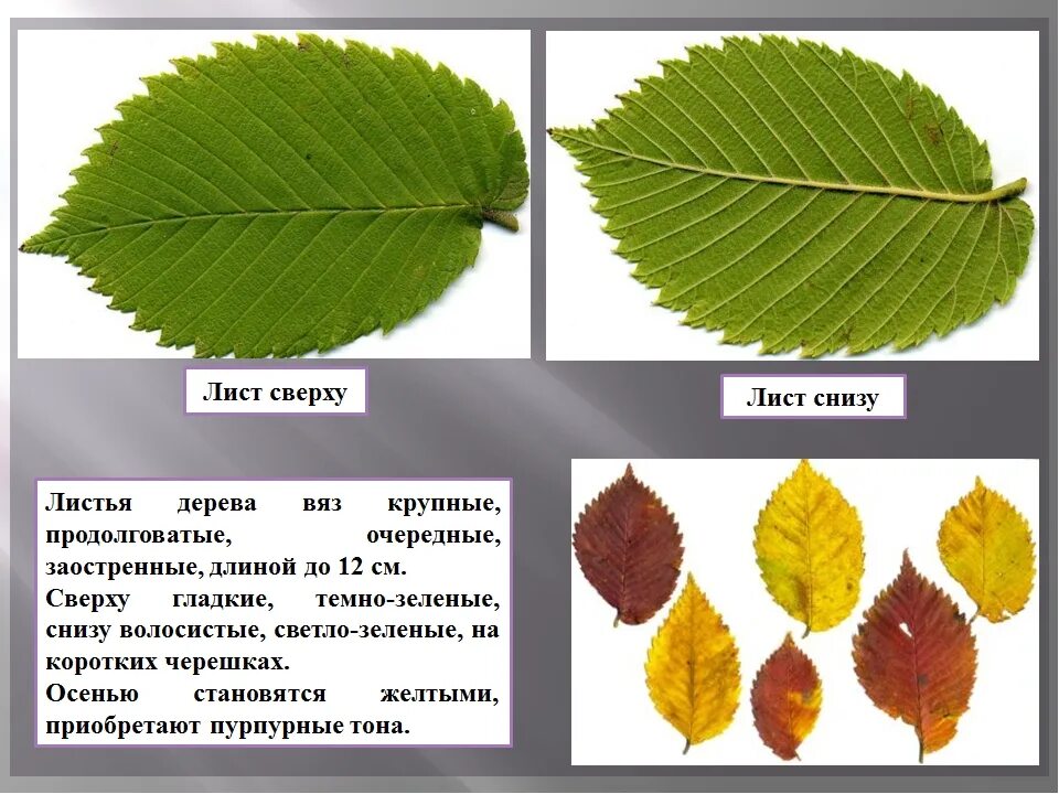 Все листья россии. Граб, вяз,карагач. Вяз листоватый листья. Листья граба и вяза. Вяз Ильм карагач Берест.