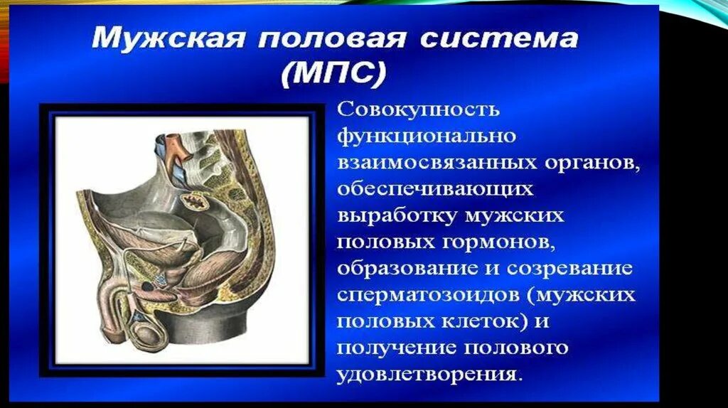 Что такое мужской половой. Мужская половая система. Строение мужской половой системы. Мужская половая система презентация. Анатомия мужской половой системы презентация.