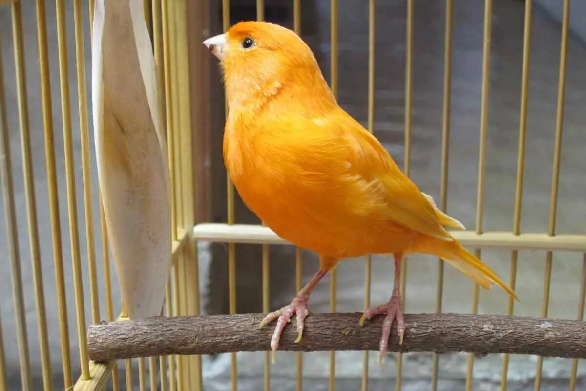 канарейка ватерслайгер. швейцарская канарейка. голубая канарейка. кенар глостер. кенар самец.