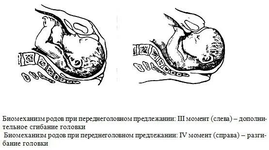 Самопроизвольные роды в затылочном предлежании. Переднеголовное предлежание плода биомеханизм родов. Биомеханизм родов при переднеголовном предлежании. Биомеханизм родов внутренний поворот головки. Биомеханизм при заднем виде затылочного предлежания.