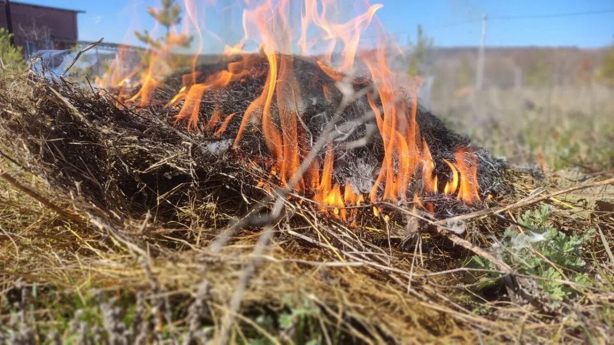 Костер в лесу. Сжигание сухой травы. Весенний пал травы. Разведение костров. Противопожарный режим воронеж 2024