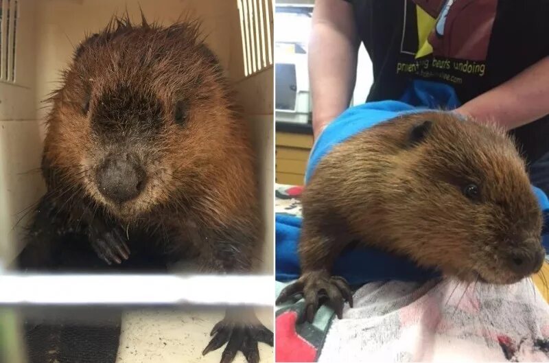 бобры презентация. обыкновенный бобр. презентация о бобрах. бобры зимой. речной бобр плотина.