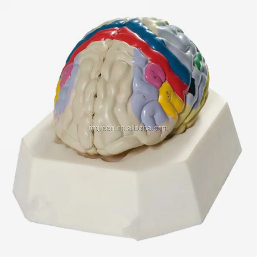 Модель мозга. Анатомическая модель головного мозга. Разборная модель головного мозга. Макет головного мозга. Мозг купить спб