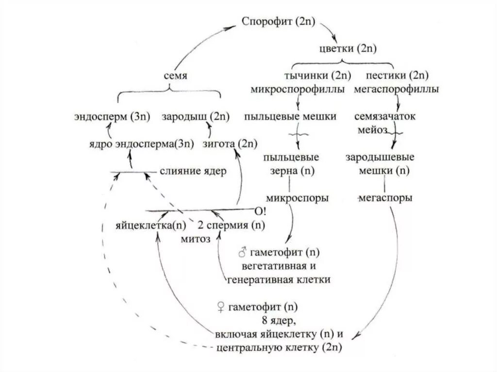 Жизненные циклы егэ биология задания