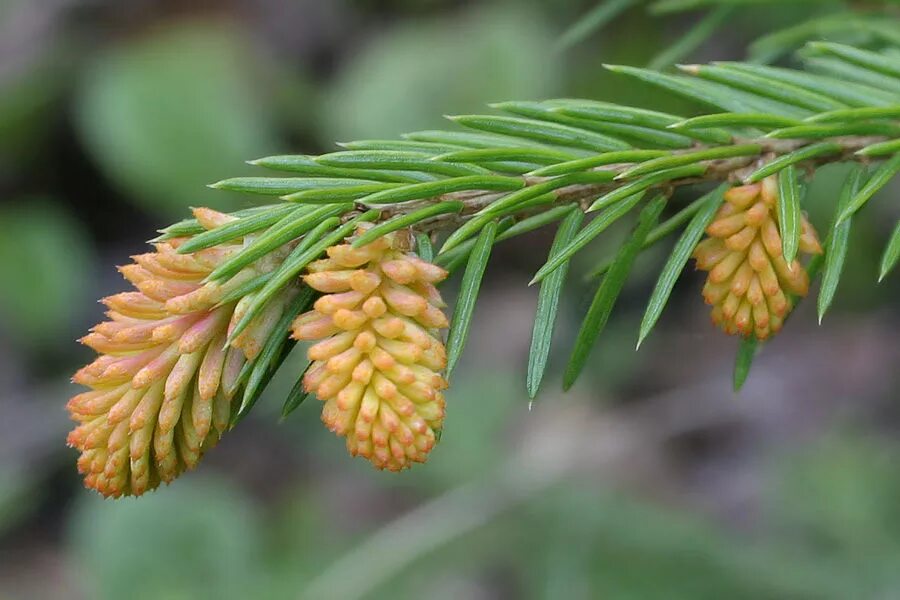 Мужские цветы ели. Ель сибирская стробилы. Голосеменные ель. Ель европейская цветение. Ель ломбарсти красные шишки.