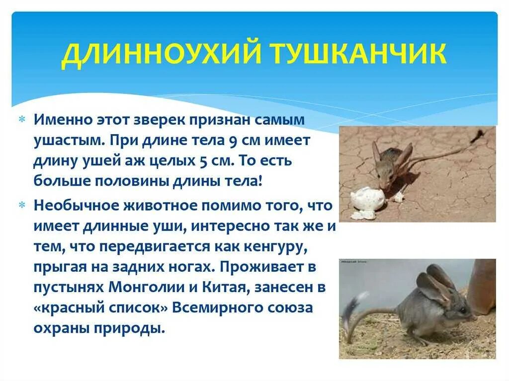 Тушканчик сообщение 4. Тушканчик сообщение 4