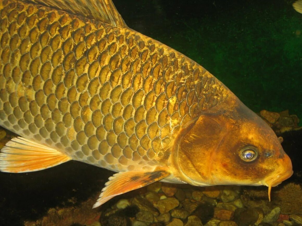 Карп обыкновенный – Cyprinus Carpio. Сазан (Cyprinus Carpio). Сазан (= Карп обыкновенный) – Cyprinus Carpio. Московский чешуйчатый Карп. Сазан виды рыбы