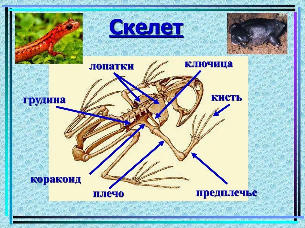 Коракоид Воронья кость. Скелет лягушки Воронья кость. Скелет земноводных. Вороньи кости у лягушки.