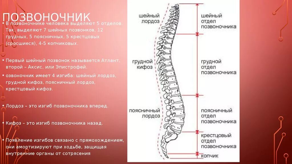 Укажите верно изгибы позвоночника