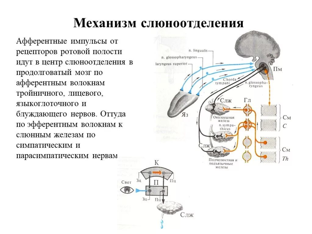 Слюноотделение где. Механизм слюноотделения физиология. Условно рефлекторный механизм слюноотделения. Механизмы регуляции слюноотделения. Механизм регуляции слюноотделения Павлов.