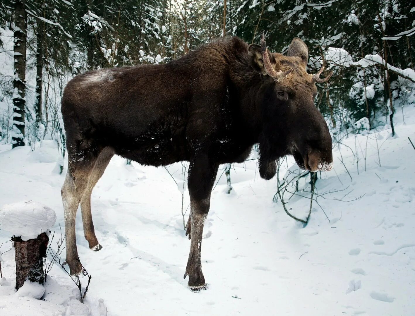 На сколько большой лось. Уссурийский Лось. Лось в Уссурийской тайге. Амурский Лось. Лось Сохатый Сибирский.