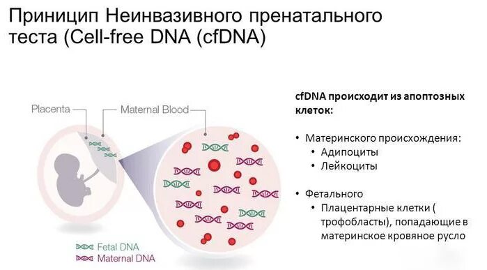 Сделать тест днк во время беременности. Неинвазивный пренатальный тест. Пренатальное генетическое тестирование. Генетический скрининг НИПТ. Исследование фетальной ДНК В крови матери.