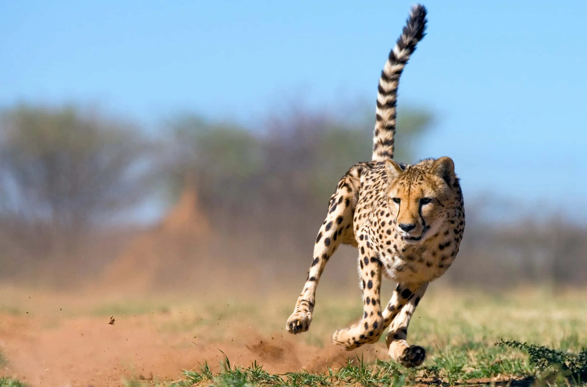 Азиатский гепард. Acinonyx jubatus. Южноафриканский гепард. Самое быстрое животное из кошачьих. Гепард красная книга.