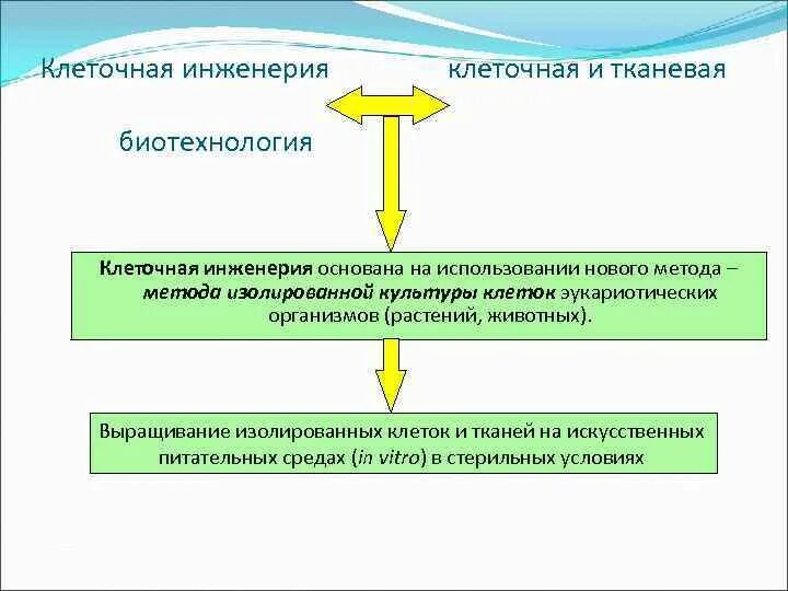 Клеточная биотехнология методы. Клеточная инженерия. Клеточная инженерия основана на. Клеточная инженерия в биотехнологии. Методы клеточной инженерии.