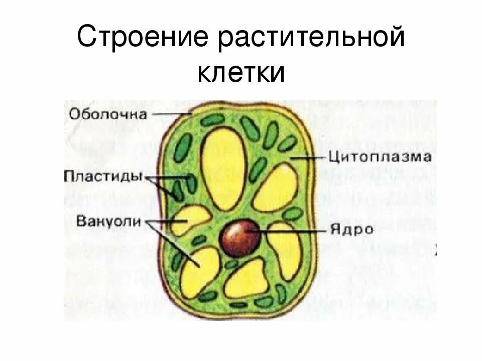 Что делают растительные клетки. Рисунок растительной клетки 5 класс биология. Строение растительной клетки 5 класс биология. Зарисуйте схему строения растительной клетки органоиды подпишите. Клетка растения 5 класс биология.