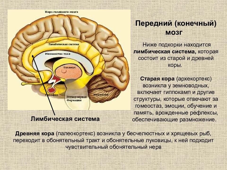 Головного мозга и корковый. Лимбическая система корковые и подкорковые структуры. Строение подкорковых структур мозга.