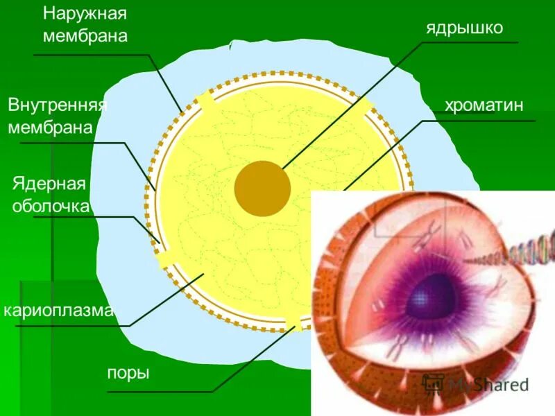 строение ядра клетки хроматин. строение ядра эукариотической клетки. ядерная мембрана ядро клетки. клеточное ядро ядерный сок это. структура мембраны ядра.