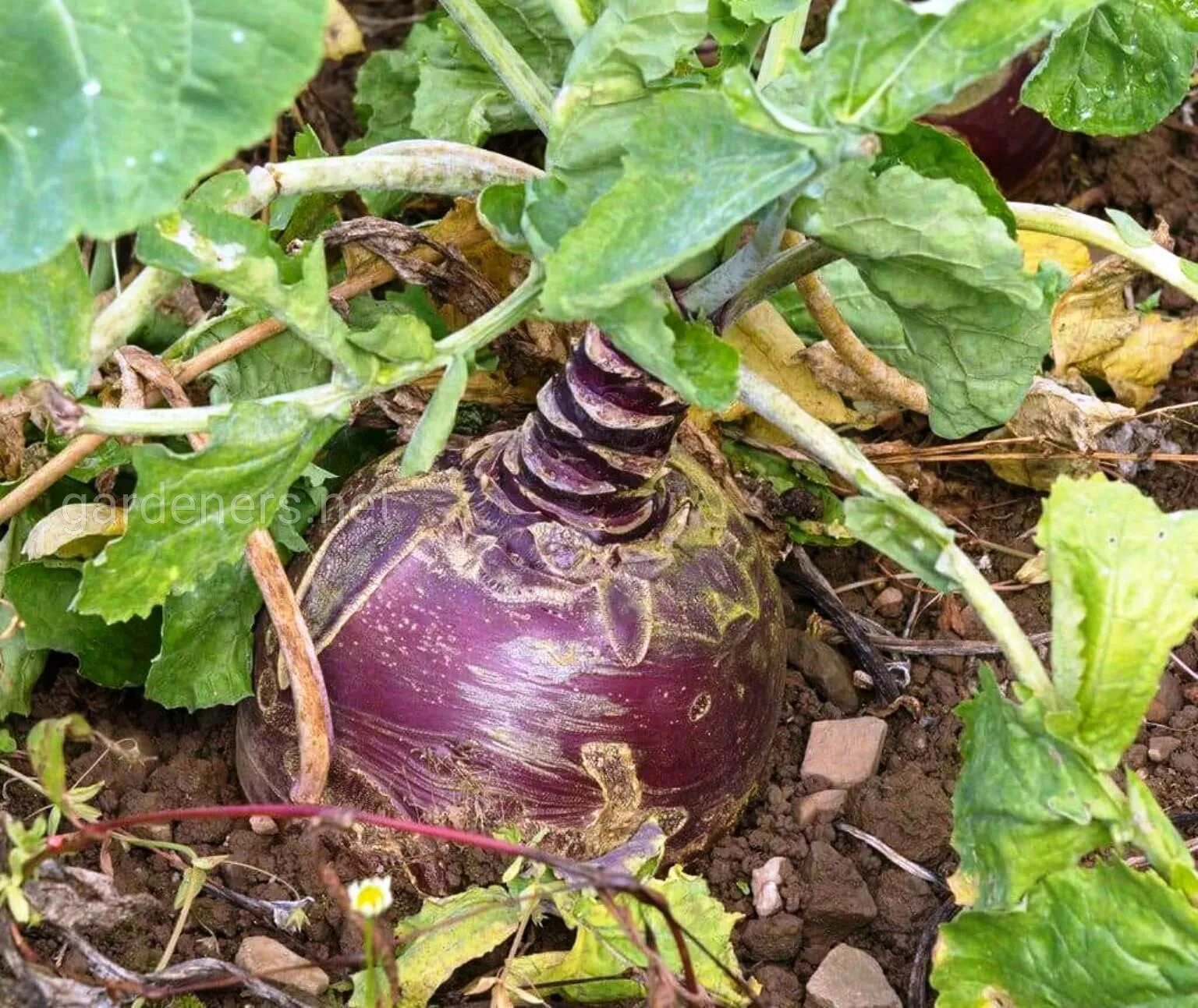 Брюква Brassica napobrassica. Плантация брюквы. Брюква стручок. Брюква кормовое растение. Брюква растение