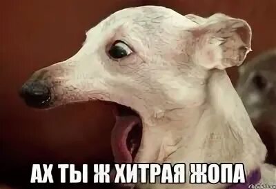 Ах ты ж хитрая