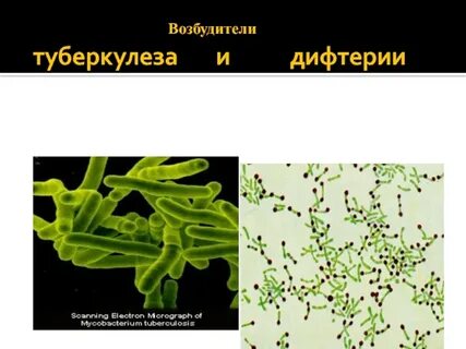 Форма микобактерии туберкулеза