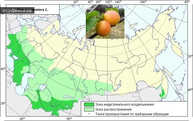 Районы выращивания на карте. Абрикос ареал распространения в России. Ареал произрастания персиков. Ареал абрикоса обыкновенного. Грецкий орех ареал произрастания.