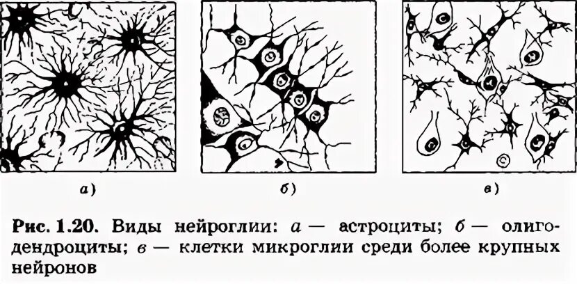 К клеткам нейроглии относятся
