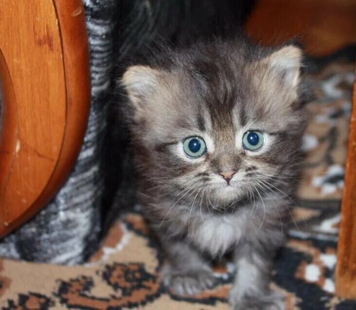 Котята в Ижевске. Приобрести котенка в добрые руки. Котята даром Ижевск в добрые. Котята в Демянске. Котята ижевск в добрые