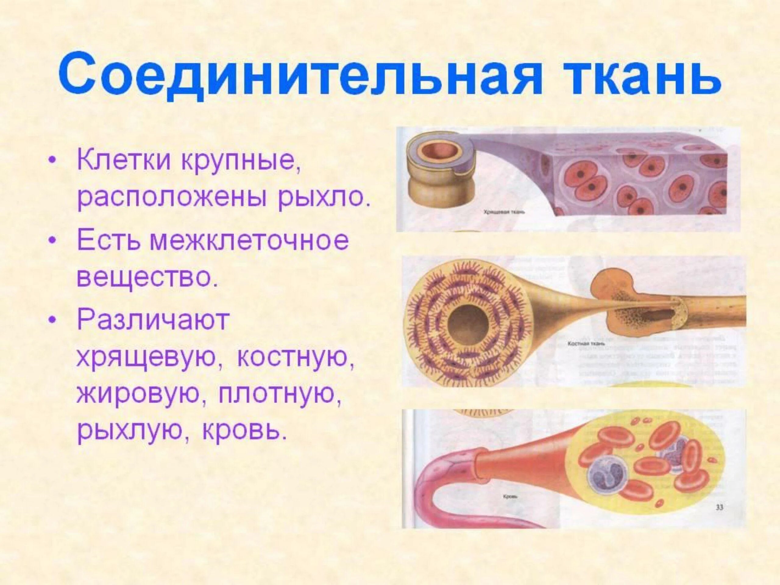 Соединительная ткань особенности строения и функции. Особенности строения ткани соединительная ткань. Соединительные ткани особенности строения и свойства и функции. Хрящевая и костная соединительная ткань.