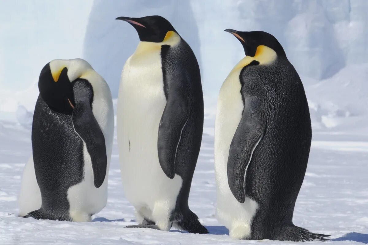 Emperor penguin. Императорский Пингвин в Антарктиде. Императорский Пингвин Aptenodytes forsteri. Королевский Пингвин в Антарктиде. Пингвины в Антарктиде.