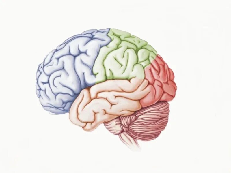 Зоны мозга лобная. Доли больших полушарий головного мозга рисунок.