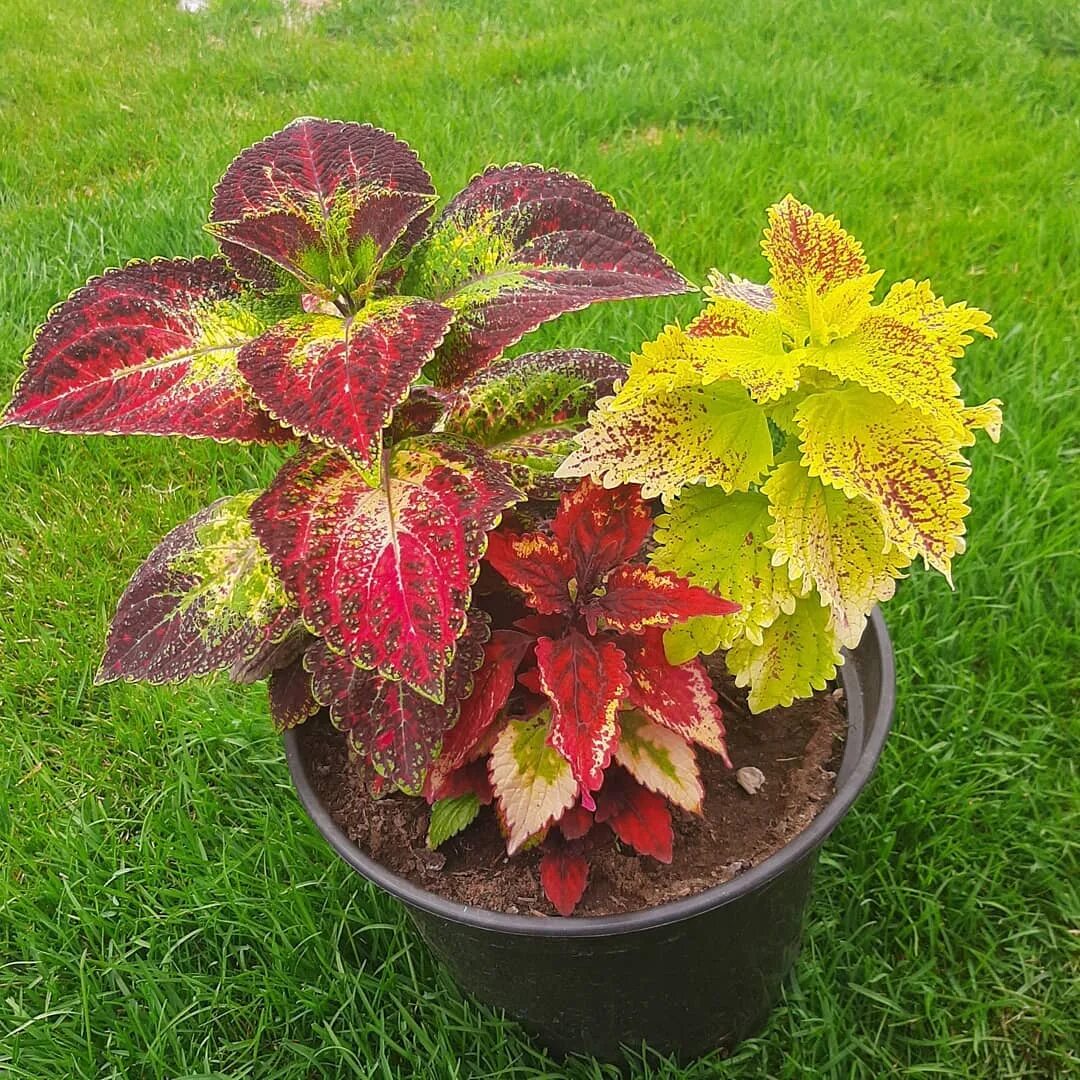 Как посадить колеус. Колеус крапивка. колеус баттерфляй. coleus volcano колеус. колеус дрэгон блэк.