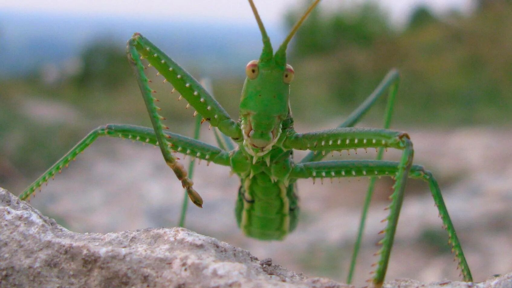 кузнечик степная дыбка. кузнечик в степи. дыбка степная. дыбка степная. кузнечик в степи.