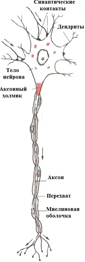 Короткие аксоны сильно ветвятся. Строение нейрона тело Аксон дендрит Рецептор синапс. Сенсорный Нейрон Рецептор, дендрит, тело, Аксон. Дендрит нейрона. Строение нейрона аксонный холмик.