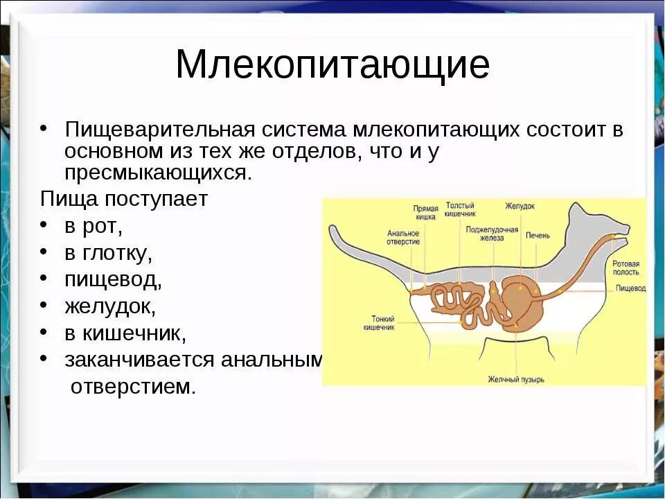 система пищеварения млекопитающих. пищеварительная система млекопитающих схема биология. эволюция систем органов пищеварительной системы таблица. пищеварительная система млекопитающих схема. схемы строения пищеварительной системы млекопитающих кролика.