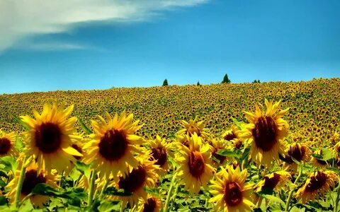 Sunflower 4