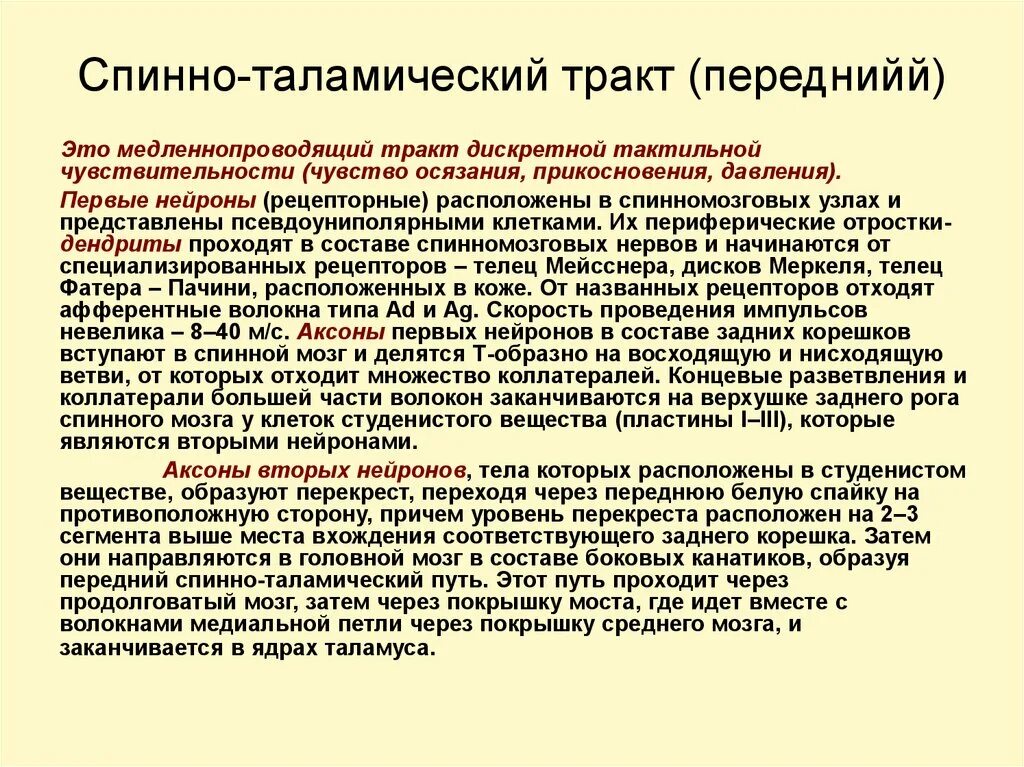 Спинно таламический тракт. Спинноталамический путь оьращован. Спинно таламический путь. Передний спинно-таламический путь.