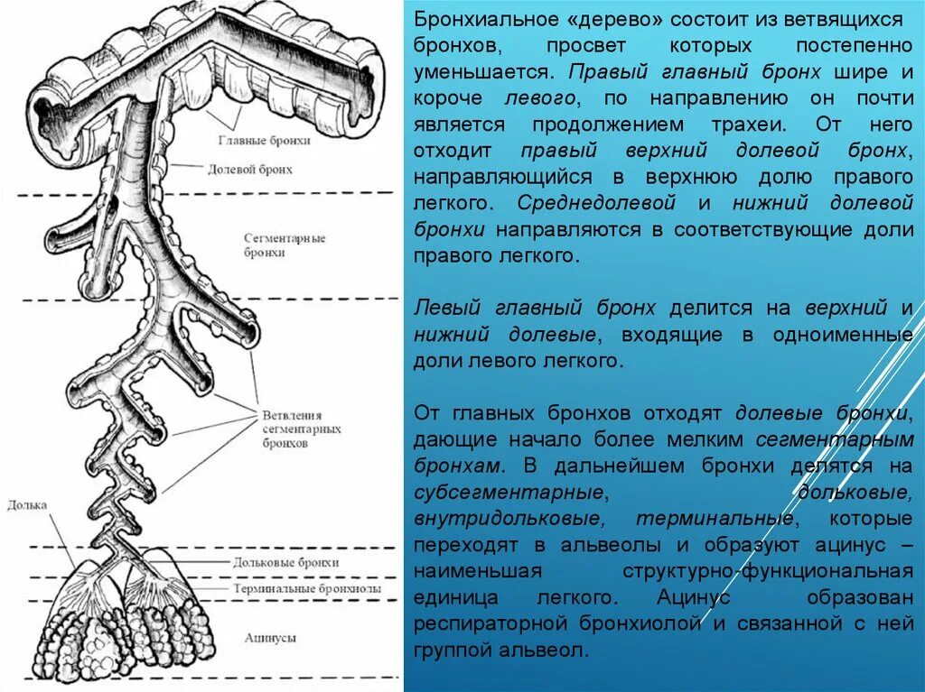 Последовательность элементов бронхов. Деление бронхов анатомия. бронхиальное дерево анатомия кратко. бронхиальное дерево сегментарные бронхи. последовательность деления бронхов.
