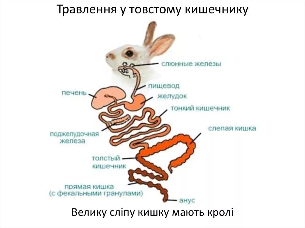 Пищеварительная система кролика схема. Пищеварительная система кролика ЕГЭ. Пищеварительная система кролика с подписями. ЖКТ кролика схема.