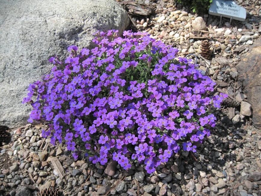 Низкорослые цветы многолетники названия. Обриета Cascade Red. Обриета (аубреция). Обриета Каскад Блю. Обриета Каскад Парпл.